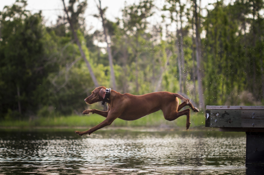 The Jump