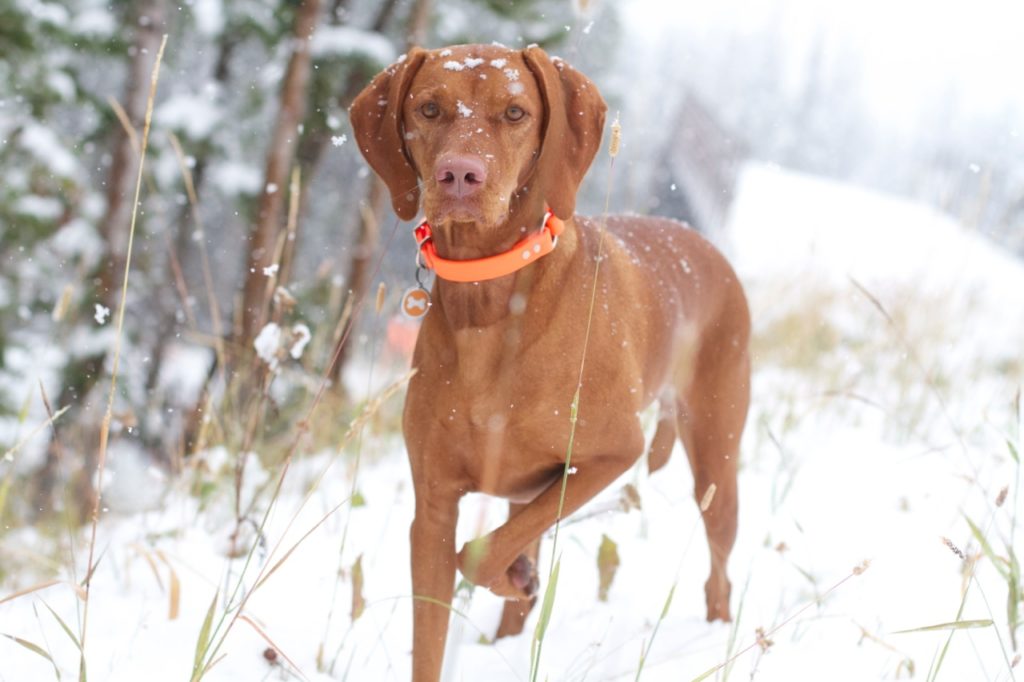 Maggie in Montana
