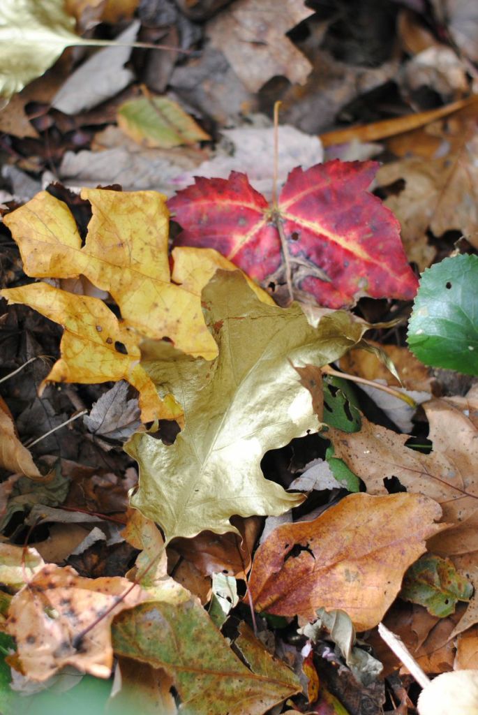 Fall leaves
