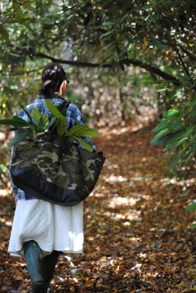 Walk in the woods